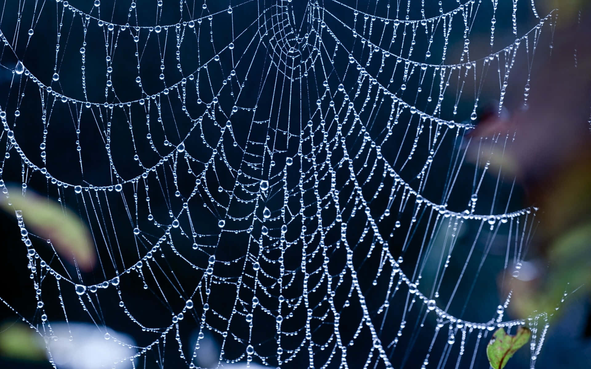 Dewy Spider Web Morning Wallpaper