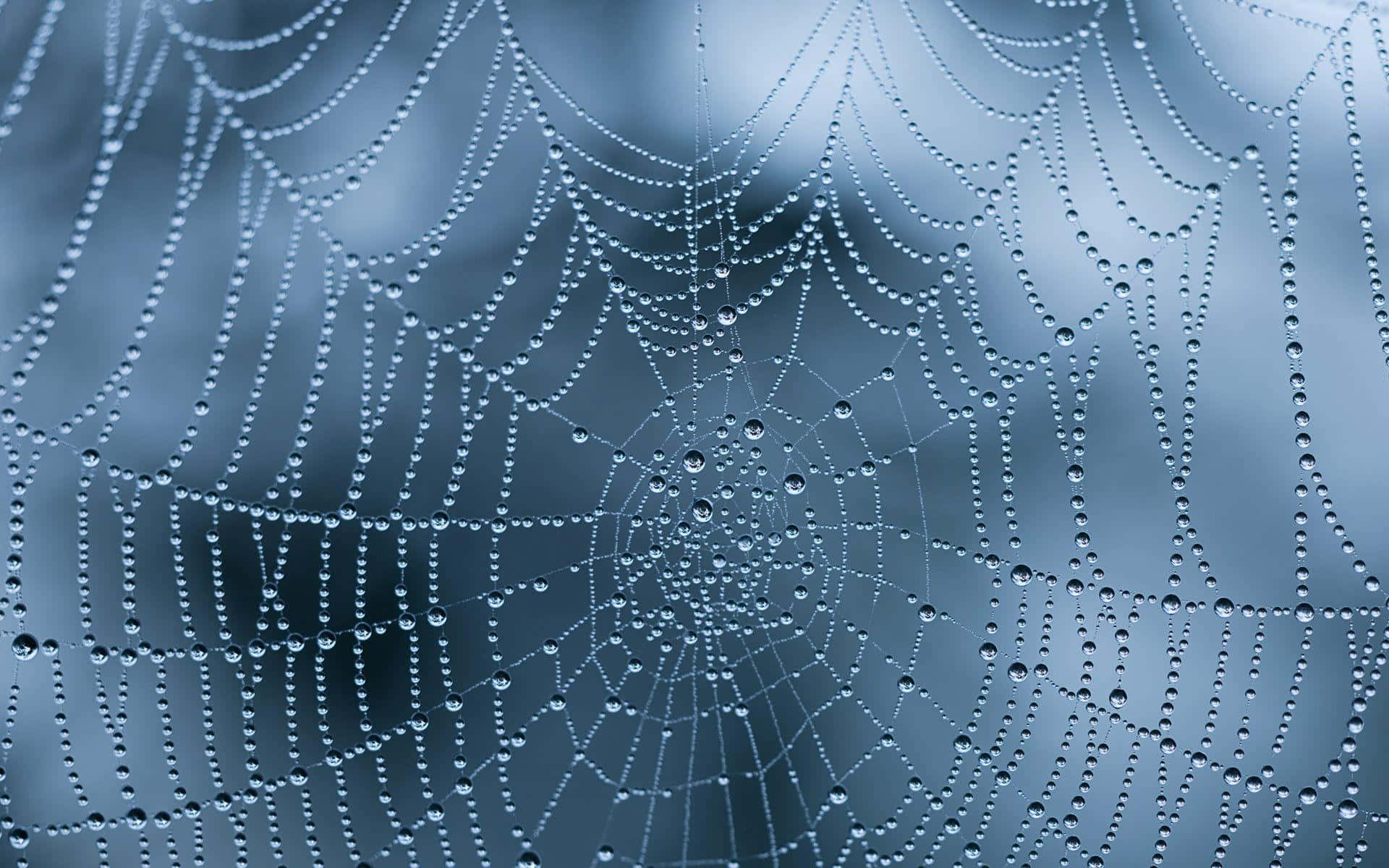 Dewy Spider Web Morning Wallpaper