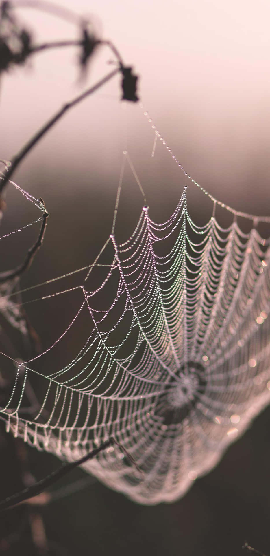 Dewy Spider Web Morning Light Wallpaper