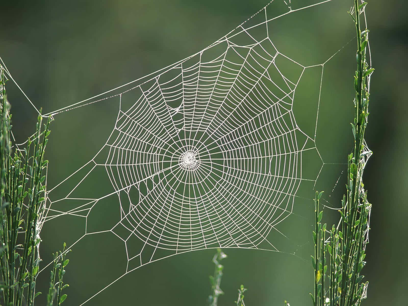 Dewy Spider Web Nature Background Wallpaper