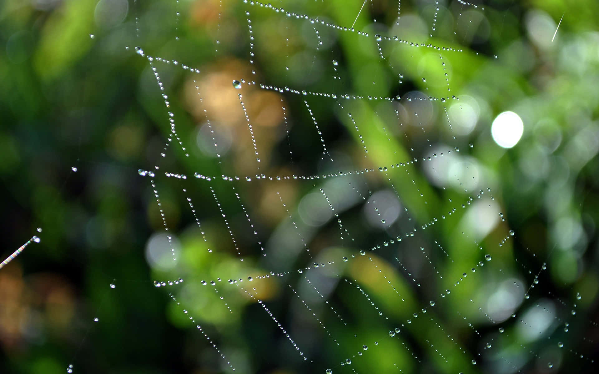 Toile D'araignée Couverte De Rosée Avec Fond Naturel Fond d'écran