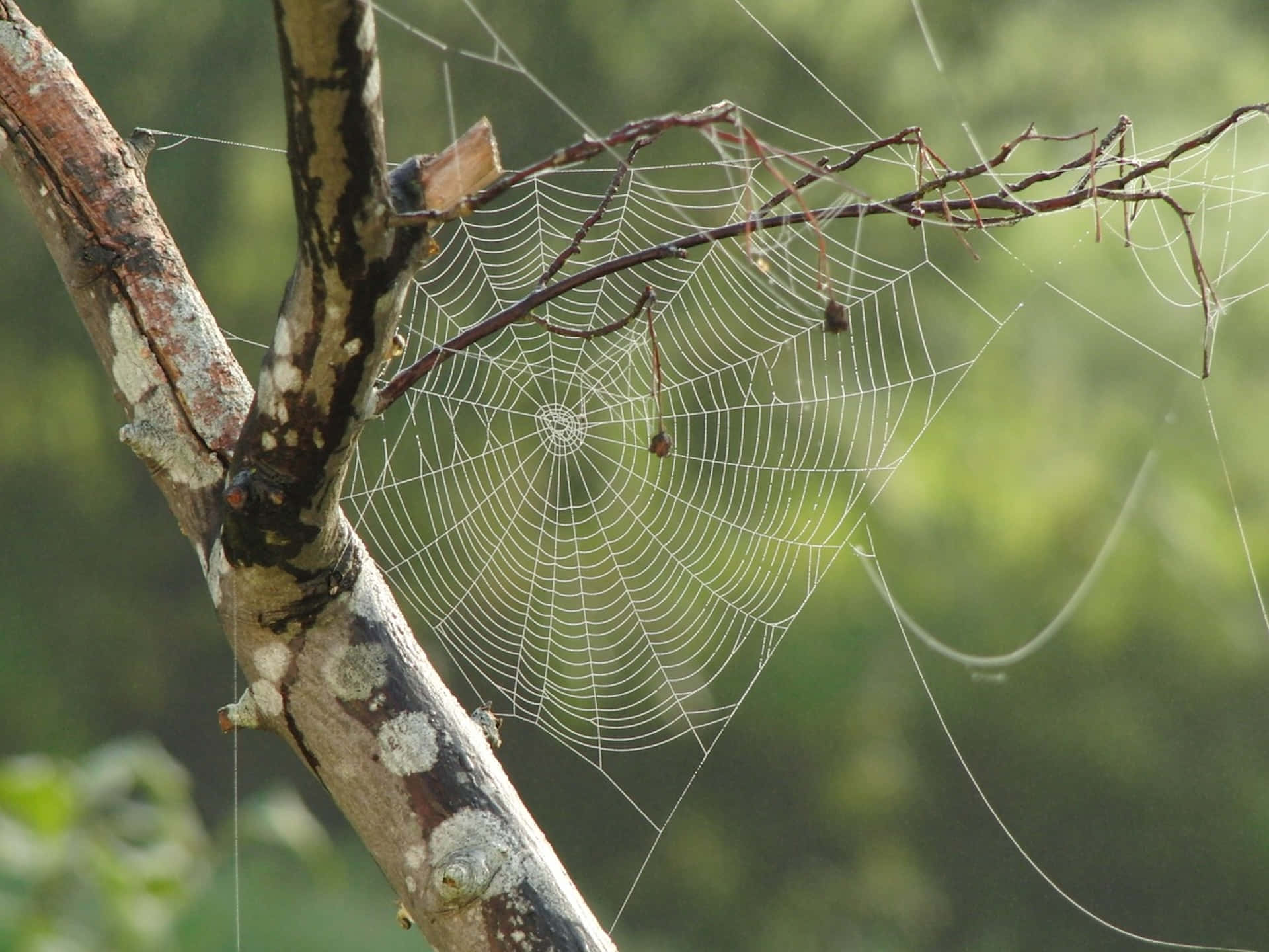 Dewy Spider Web Nature Scene Wallpaper
