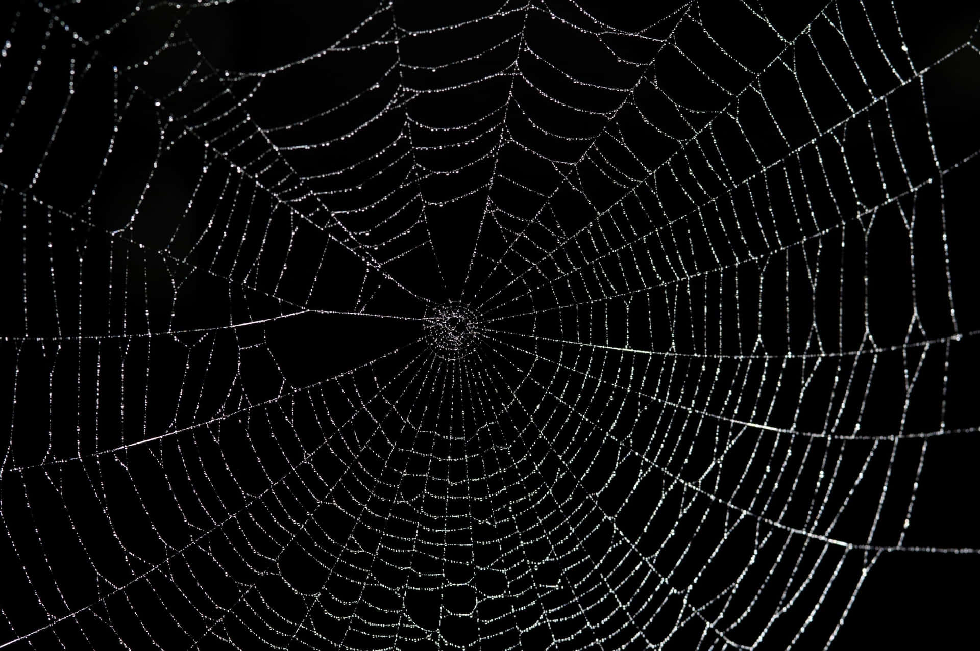 Dewy Spider Web Night Wallpaper