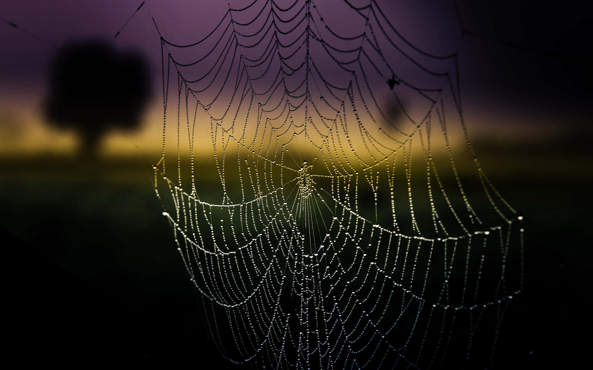 Dewy Spider Webat Dawn.jpg Wallpaper
