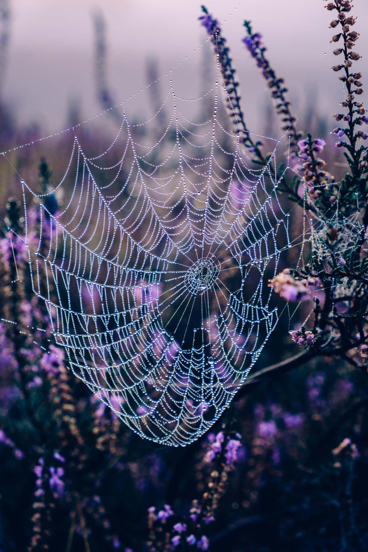 Dewy Spider Webin Morning Light Wallpaper