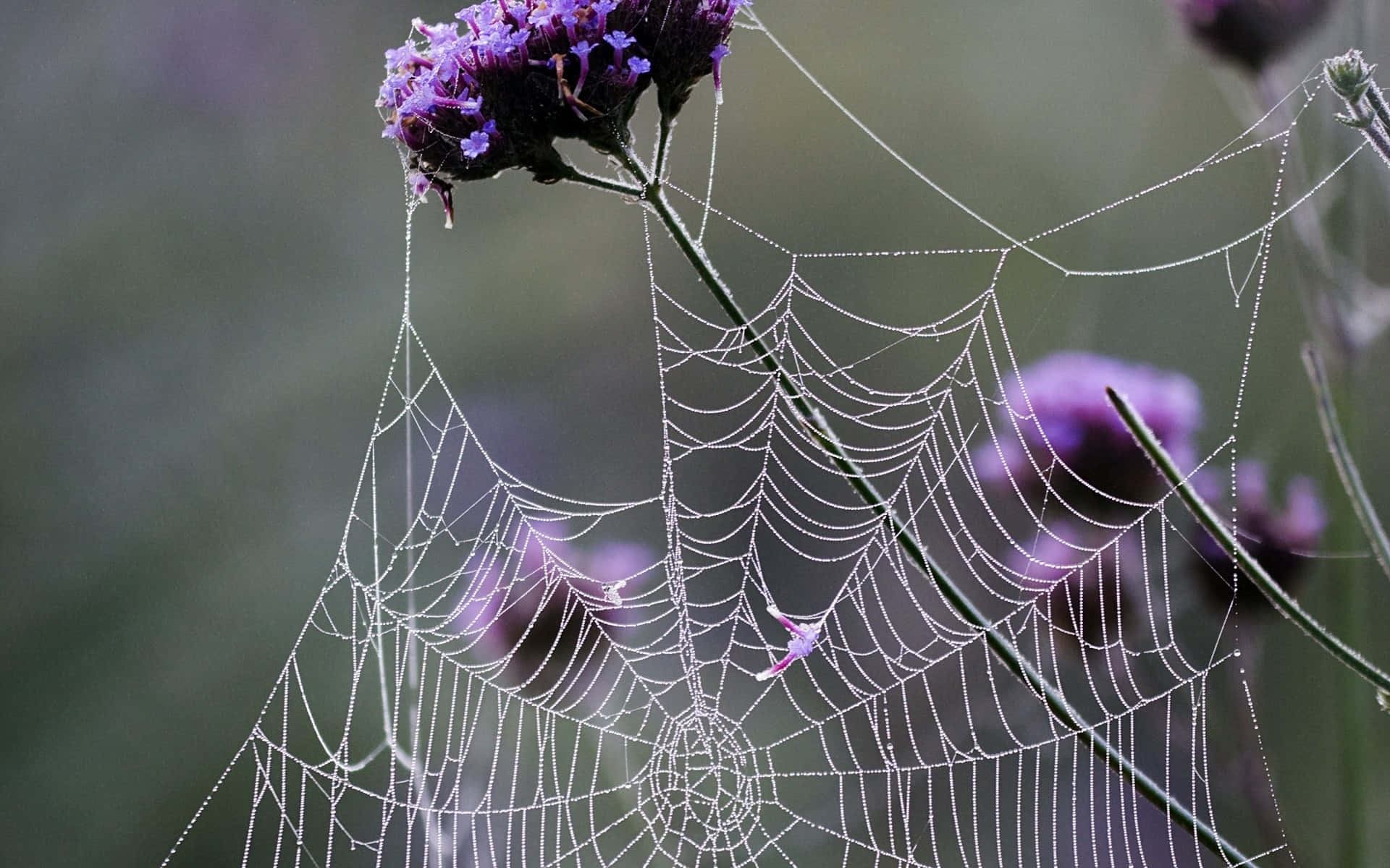 Dewy Spider Webon Flower Wallpaper