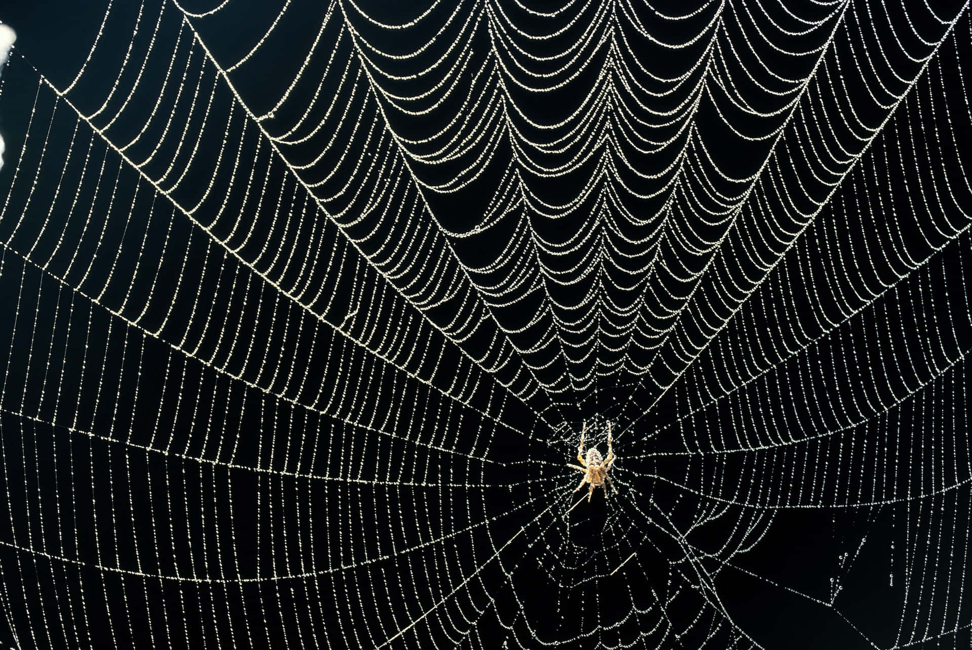 Dewy Spider Webwith Spider Center Wallpaper