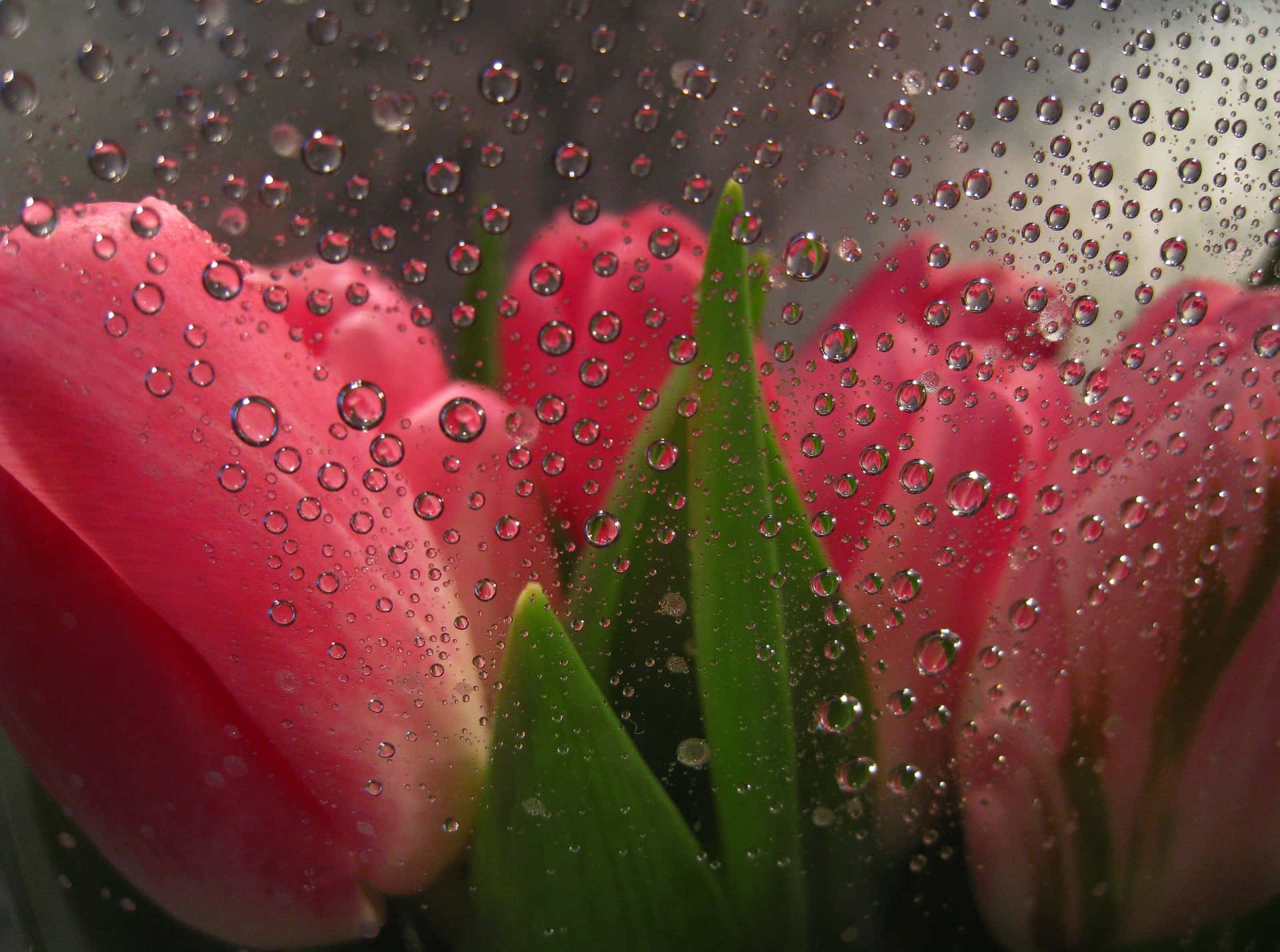 Dewy Tulips Behind Glass.jpg Wallpaper