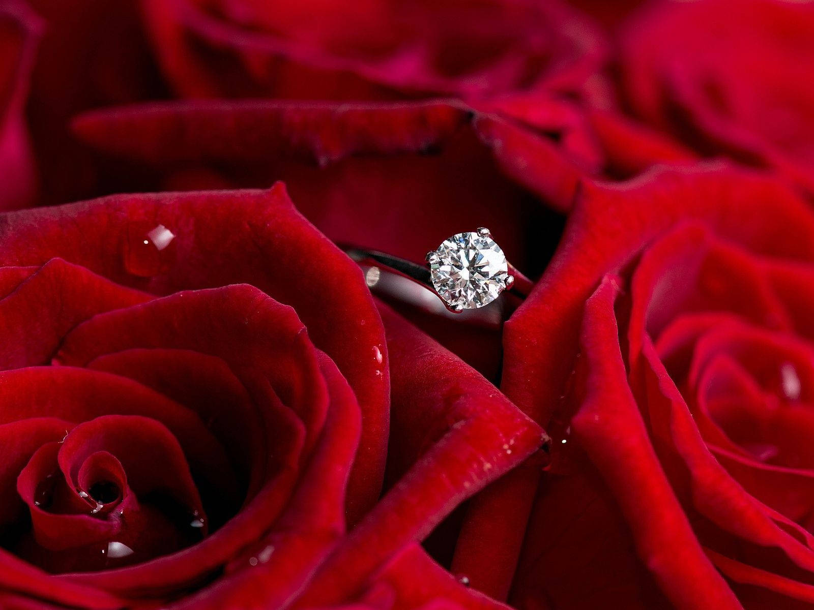 Download Diamond Ring Red Roses Wallpaper 