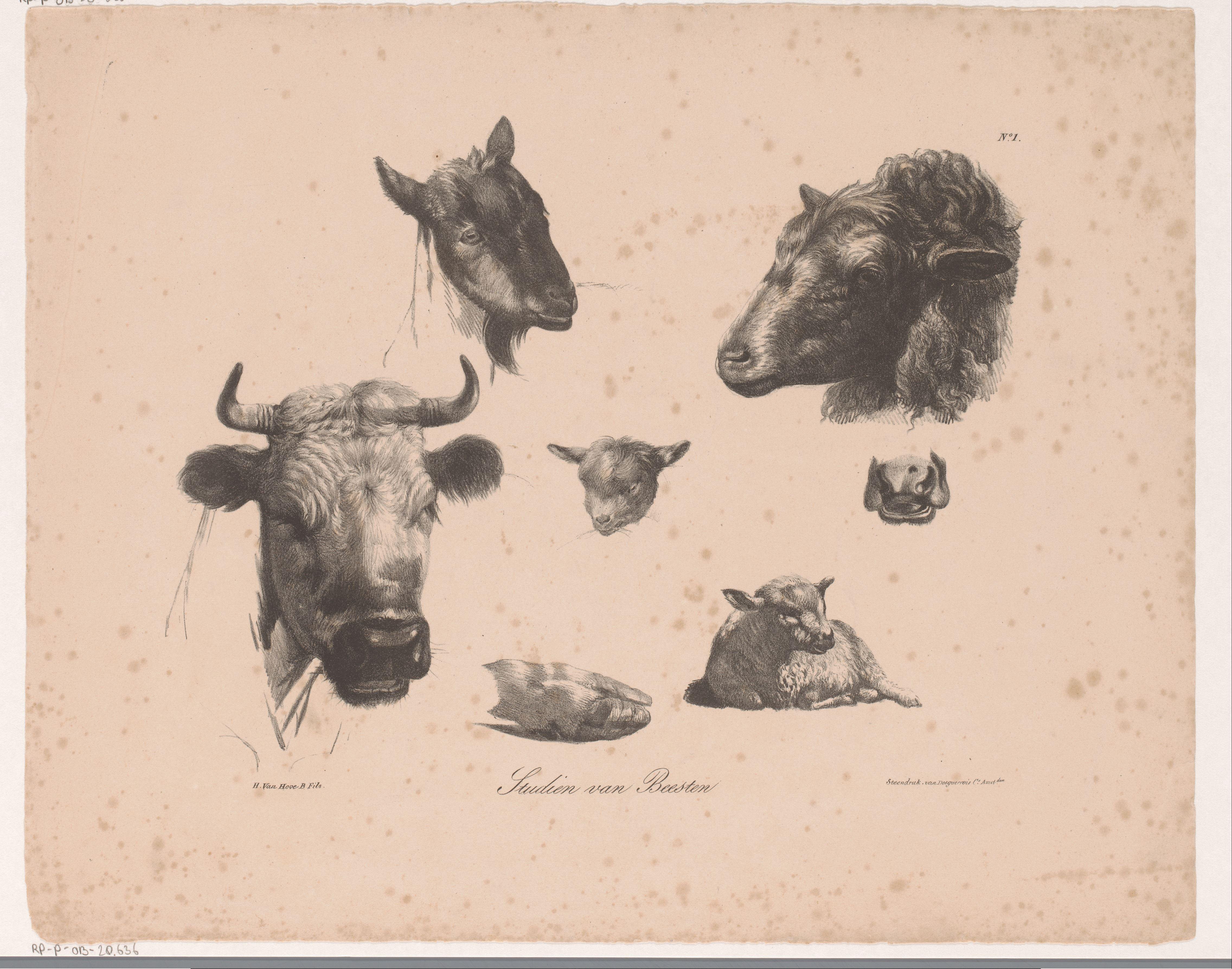 Dierenkoppen Wallpaper