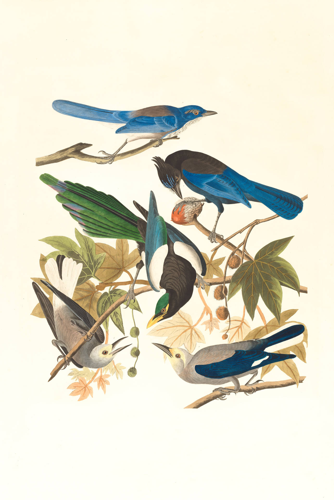 Olikafåglar Målningar Av John James Audubon Wallpaper