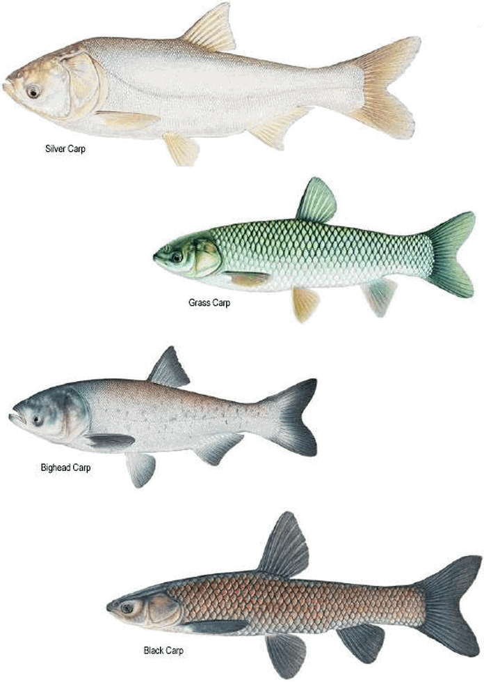 Download Different Carp Species Illustration | Wallpapers.com