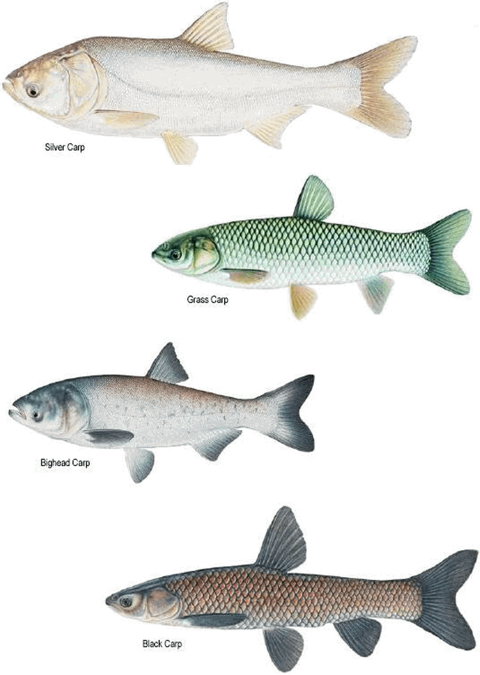 Different Carp Species Illustration PNG