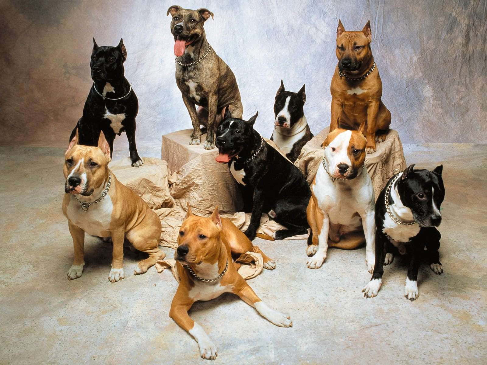 Different Dog Breeds Photoshoot Wallpaper