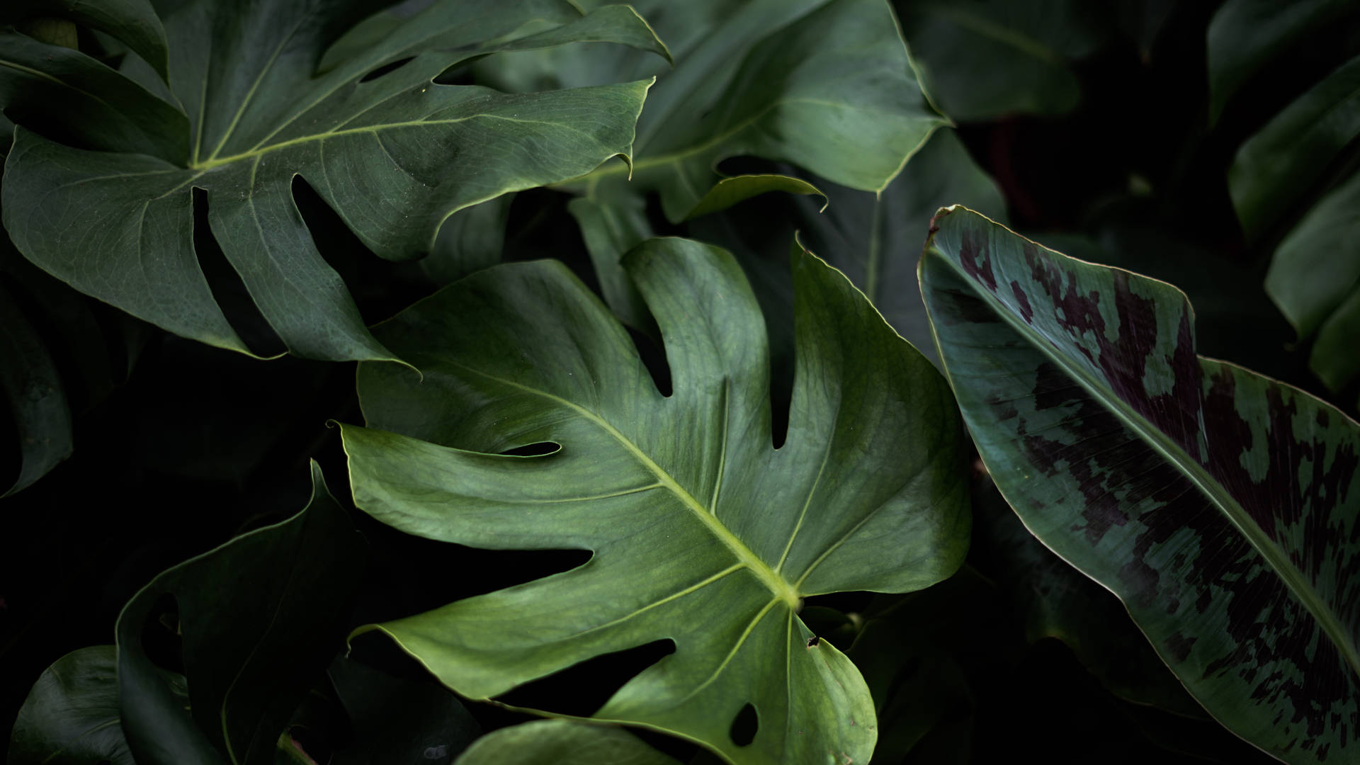 Different Green Leaves Plant 4k Desktop
