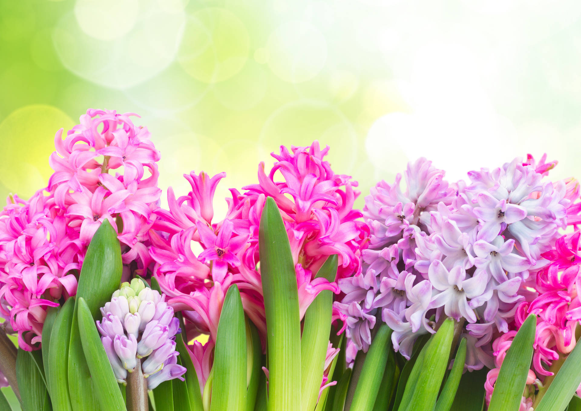 Different Hyacinth Flower Types