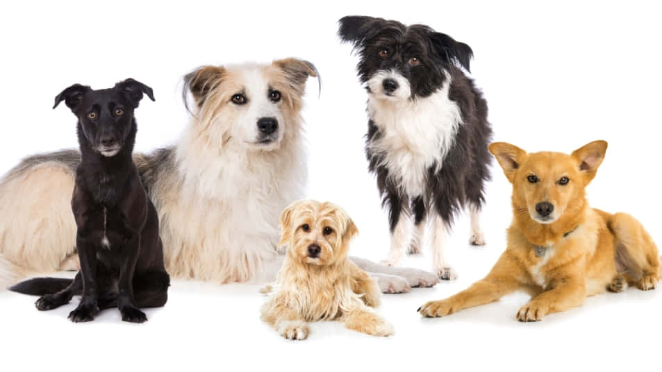 Different Puppy Dog Breeds Wallpaper