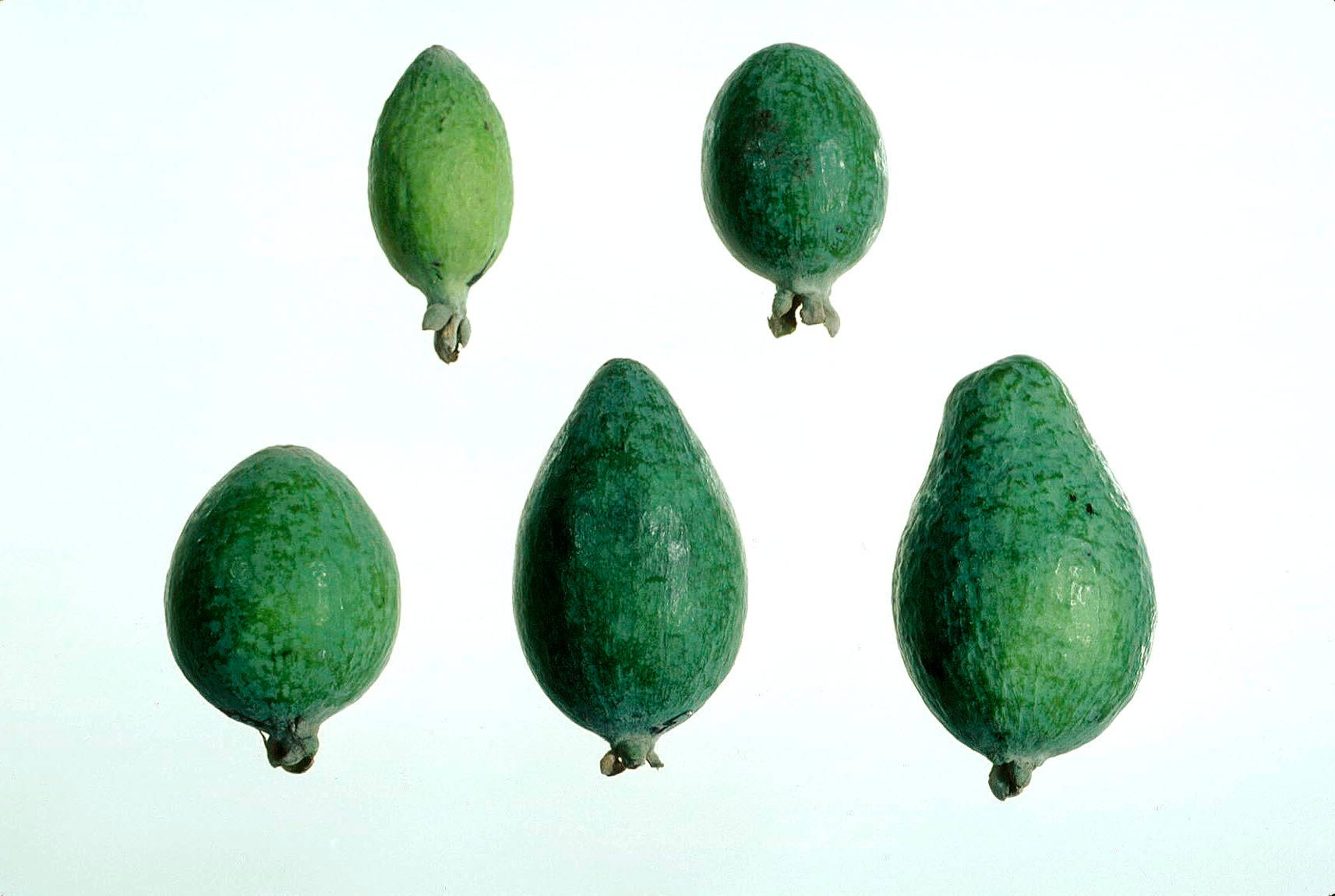 Different Shades Of Feijoa Wallpaper