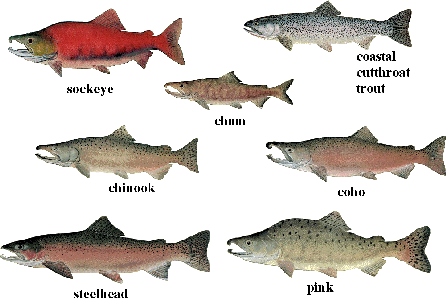 Different Speciesof Salmonand Trout PNG