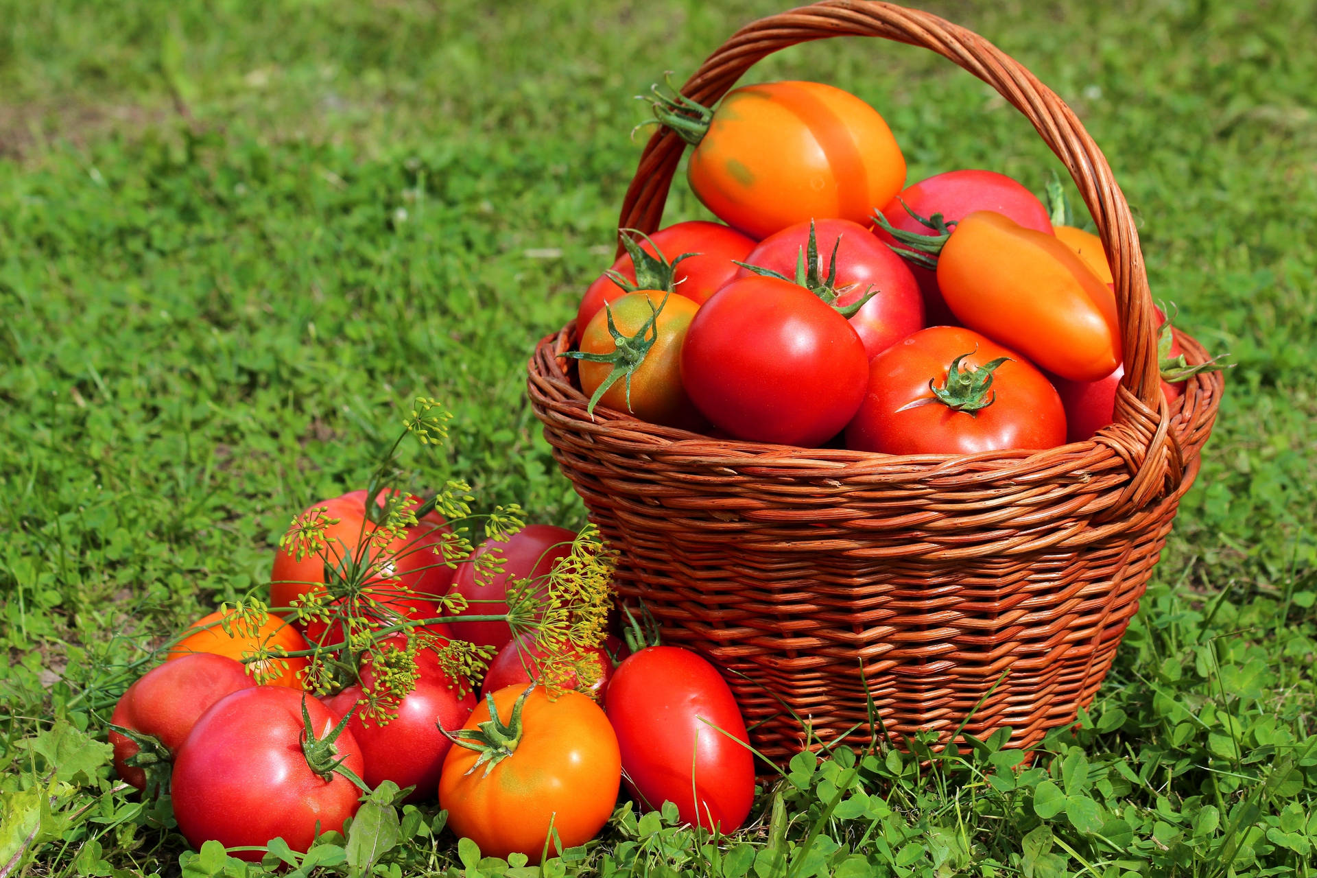 Different Tomato Fruits Outdoor Photoshoot Wallpaper