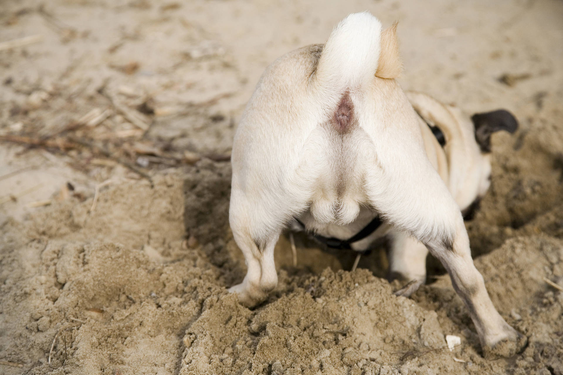 Digging Dog Butts Picture