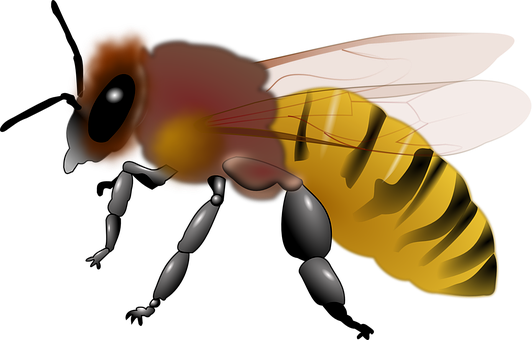 Digital Art Honeybee Illustration PNG