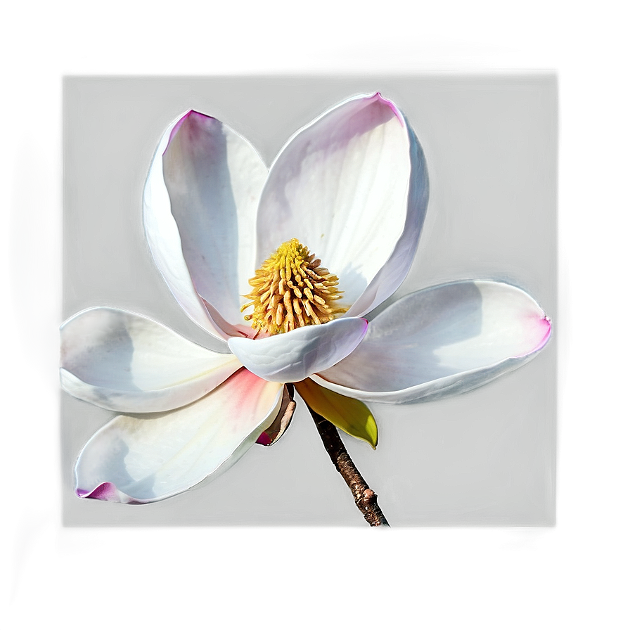 Digital Magnolia Flower Art Png Ckw PNG