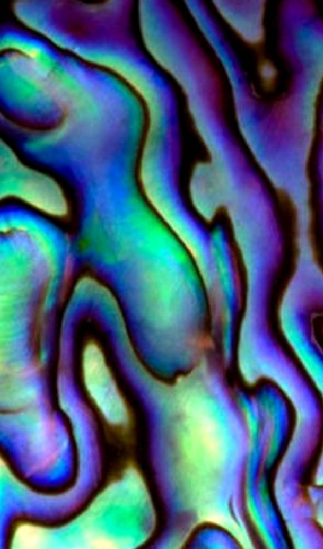 Digitalesmuschelmuster Einer Abalone Wallpaper