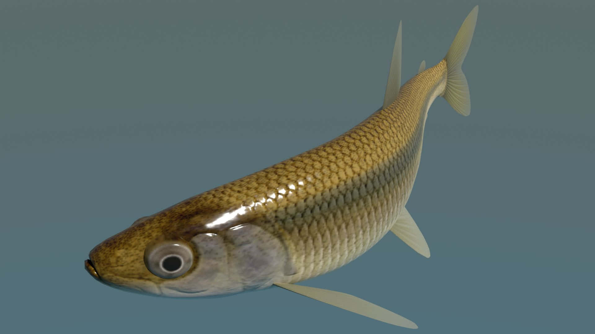 Digital Smelt Fish Model Wallpaper