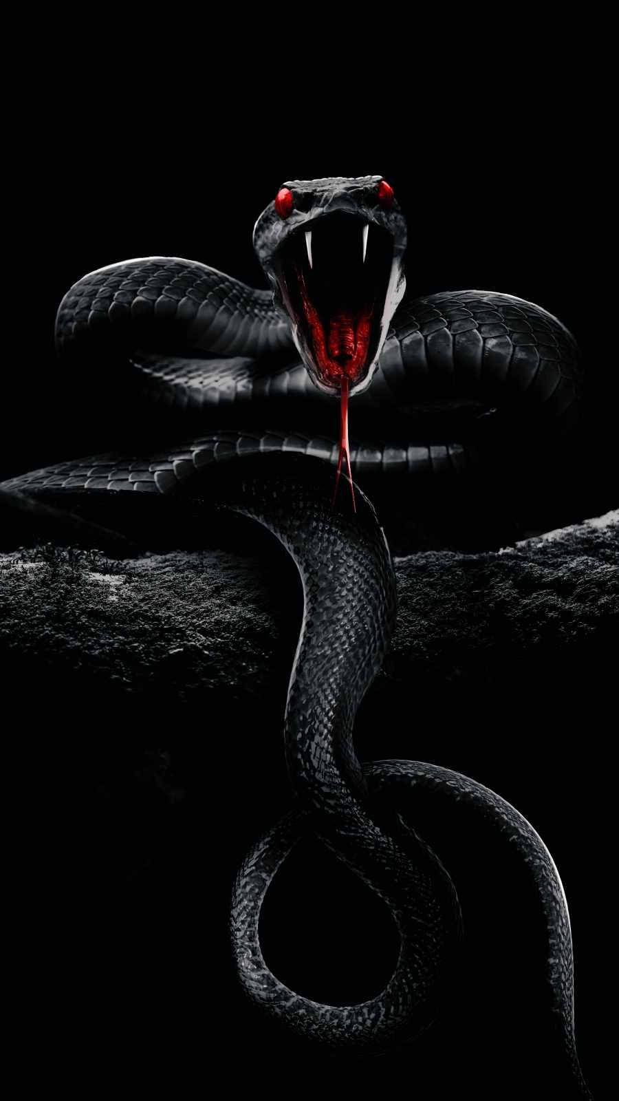Digitally Enhanced Black Mamba Snake Wallpaper