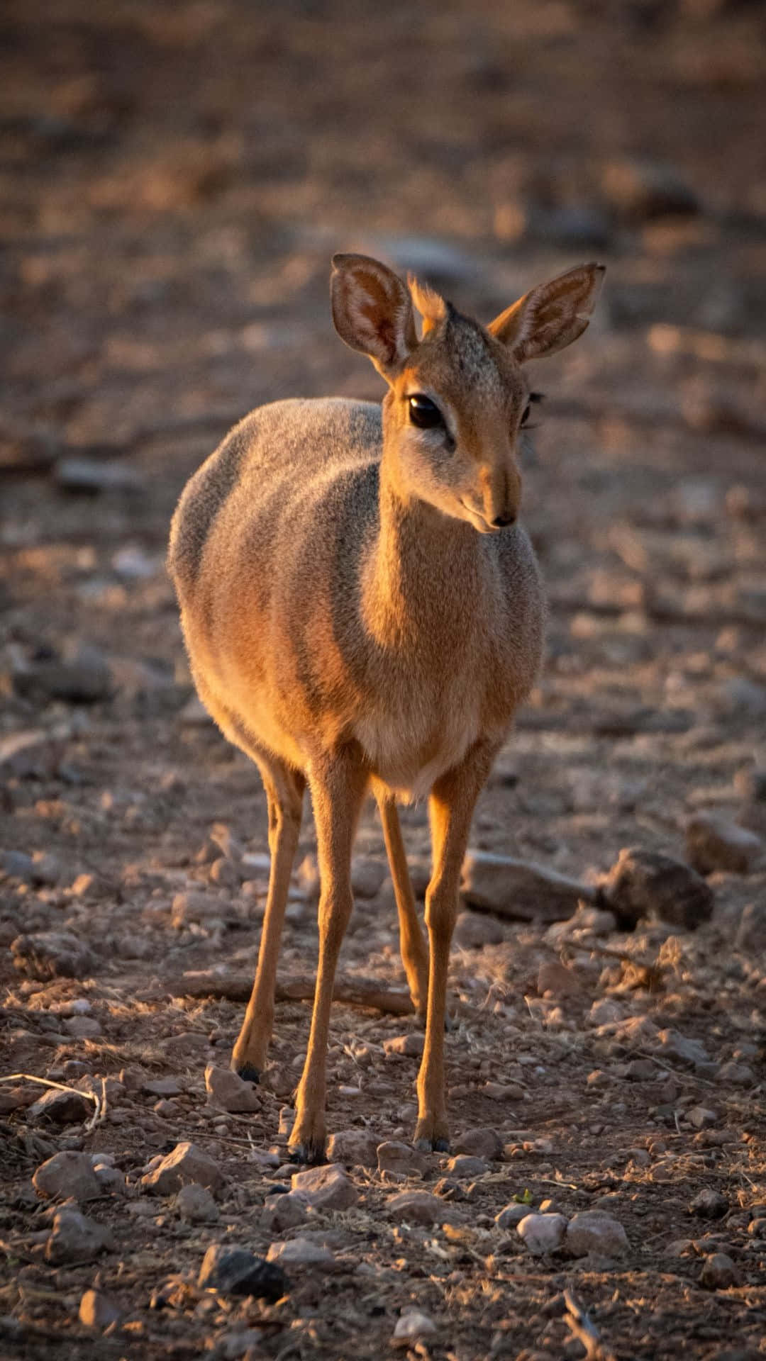 Dik-dik I Gyllent Lys Bakgrunnsbildet