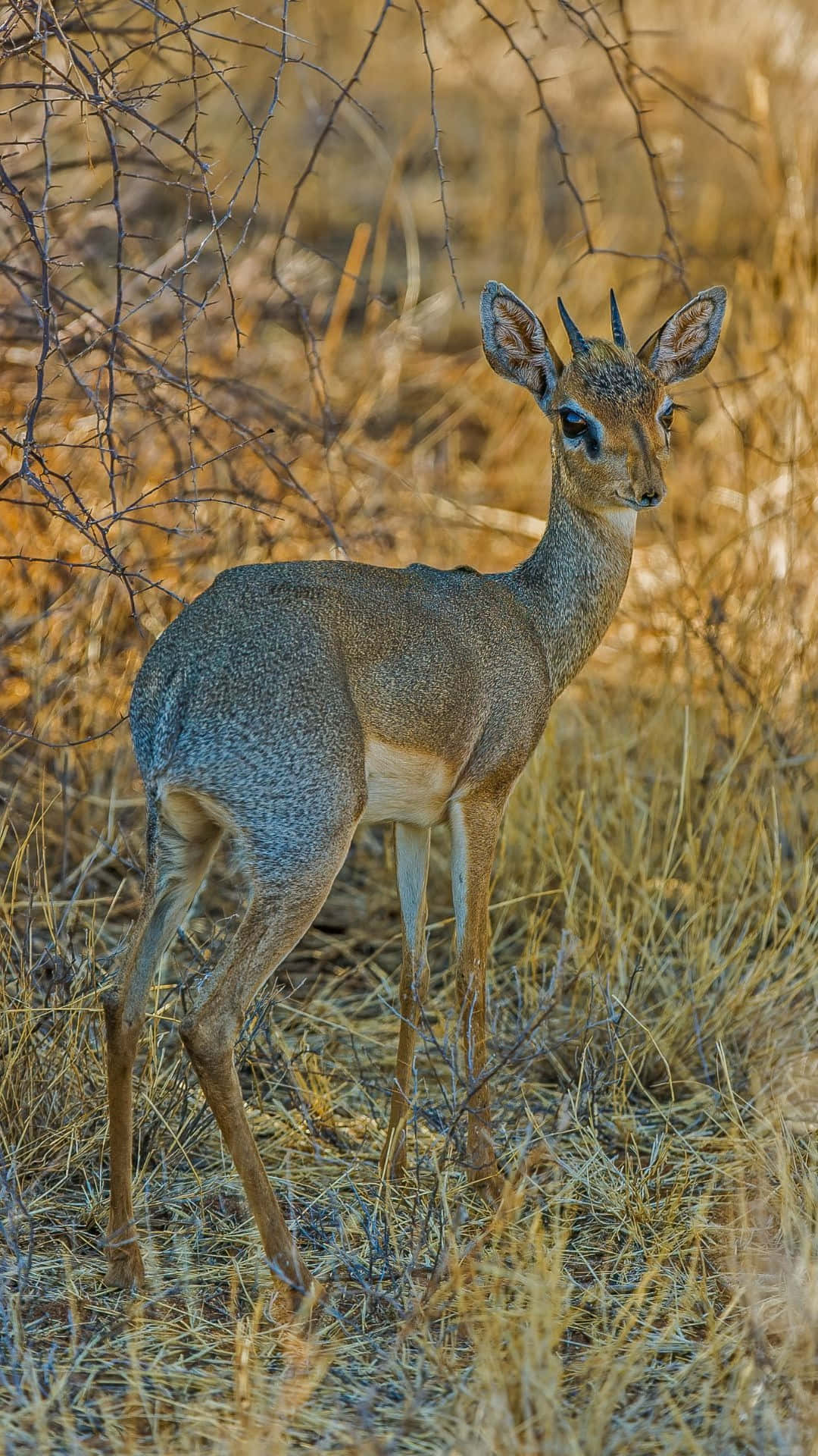 Dik-dik Luonnollisessa Elinympäristössä Taustakuva