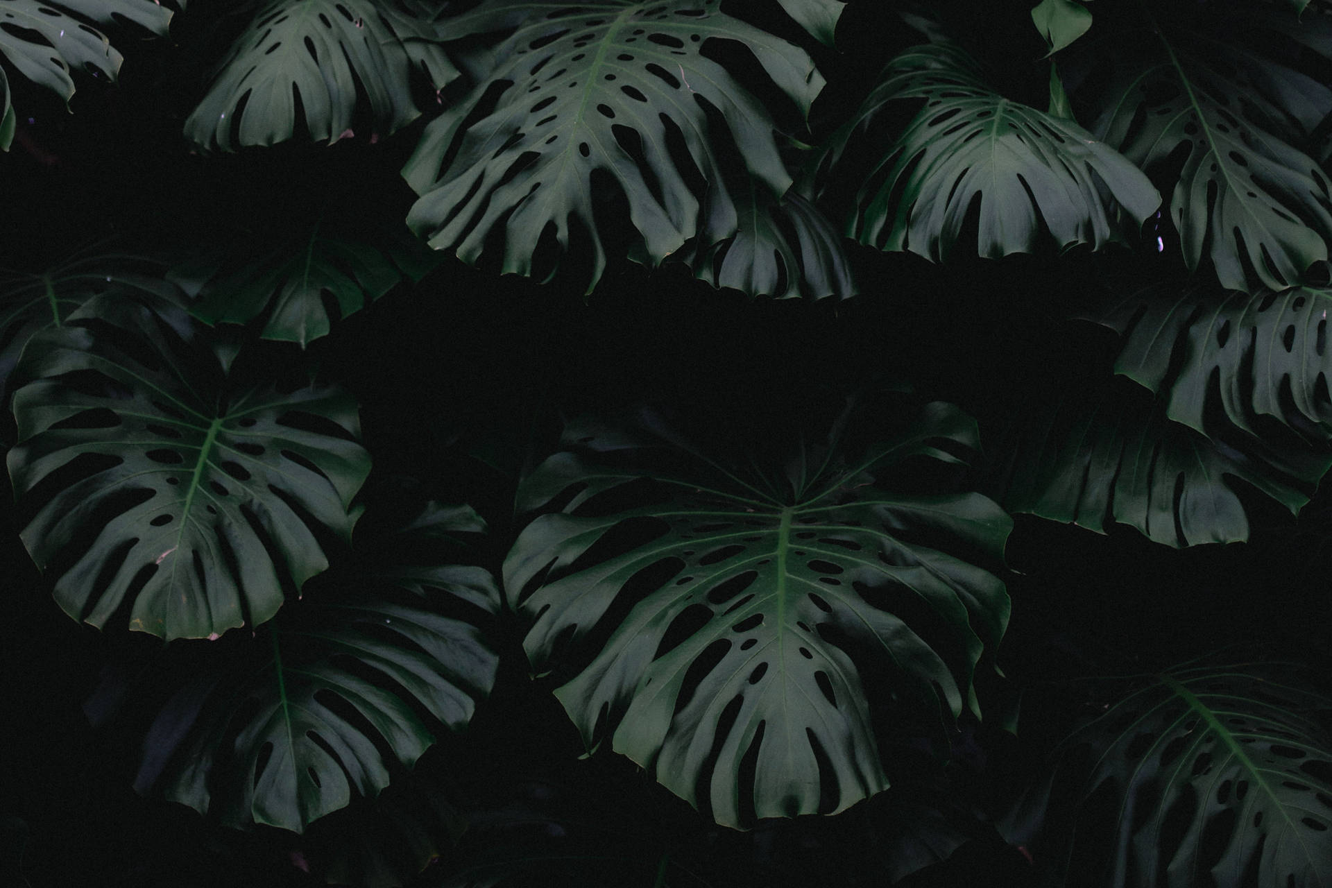 Dim Monstera Leaves Plant 4k Background