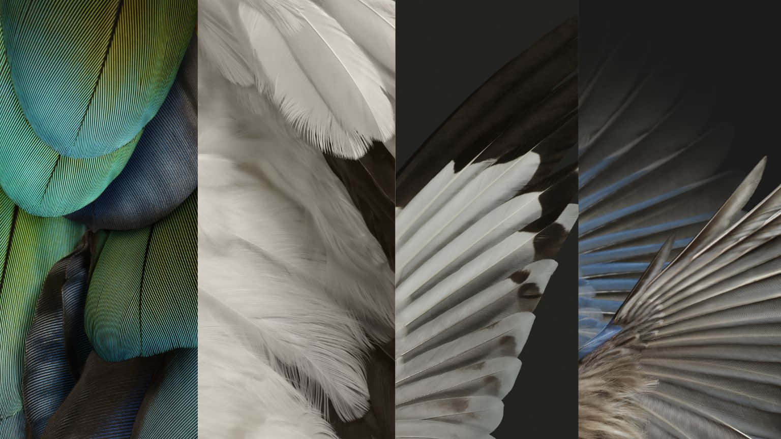 Diminutive Feathers Wallpaper