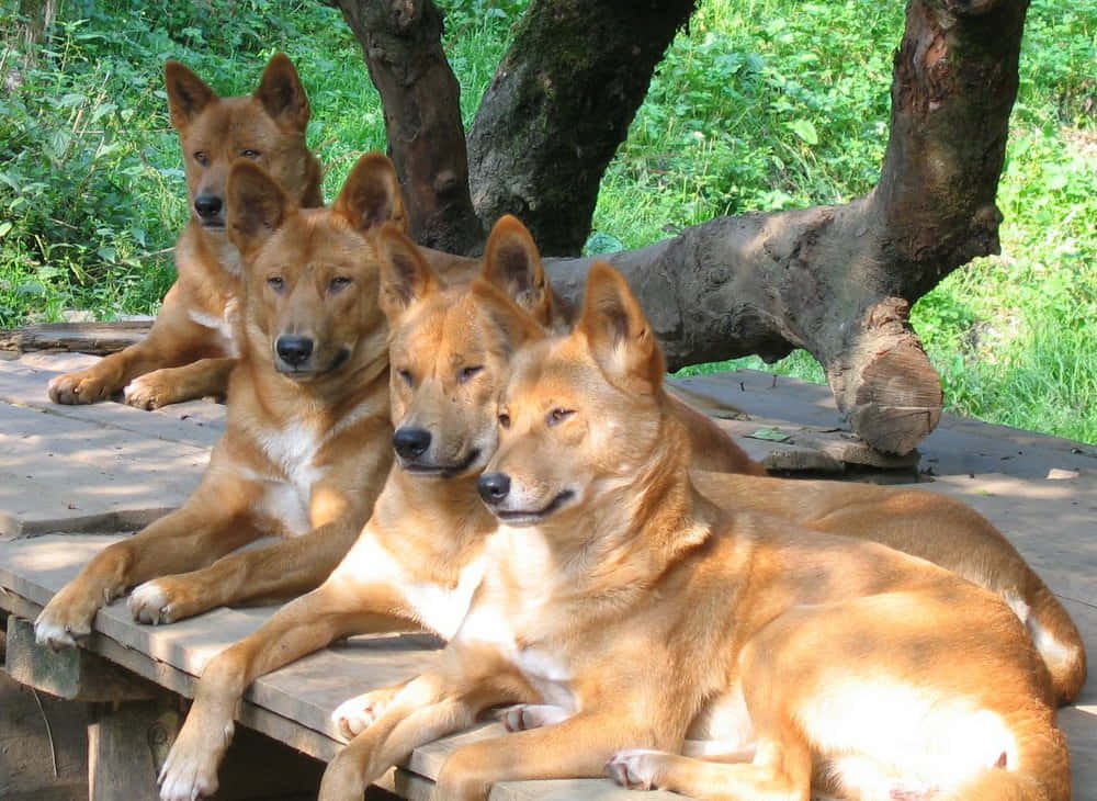 Dingo Animal Pack Picture
