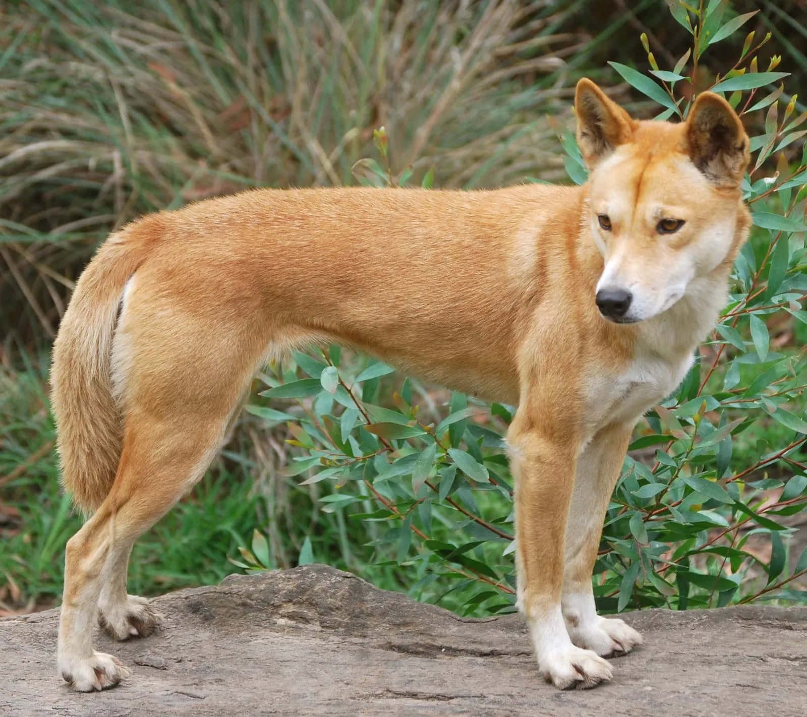 Light Brown Dingo Picture