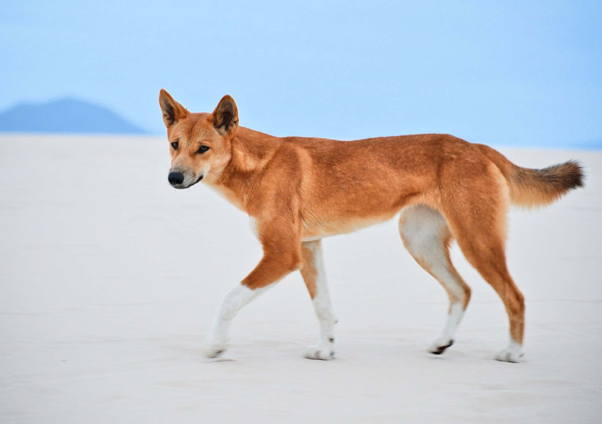 Dingo In White Sand Picture