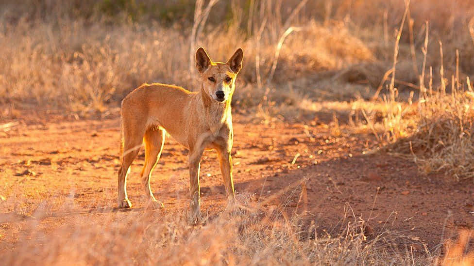 Grassland Dingo Picture