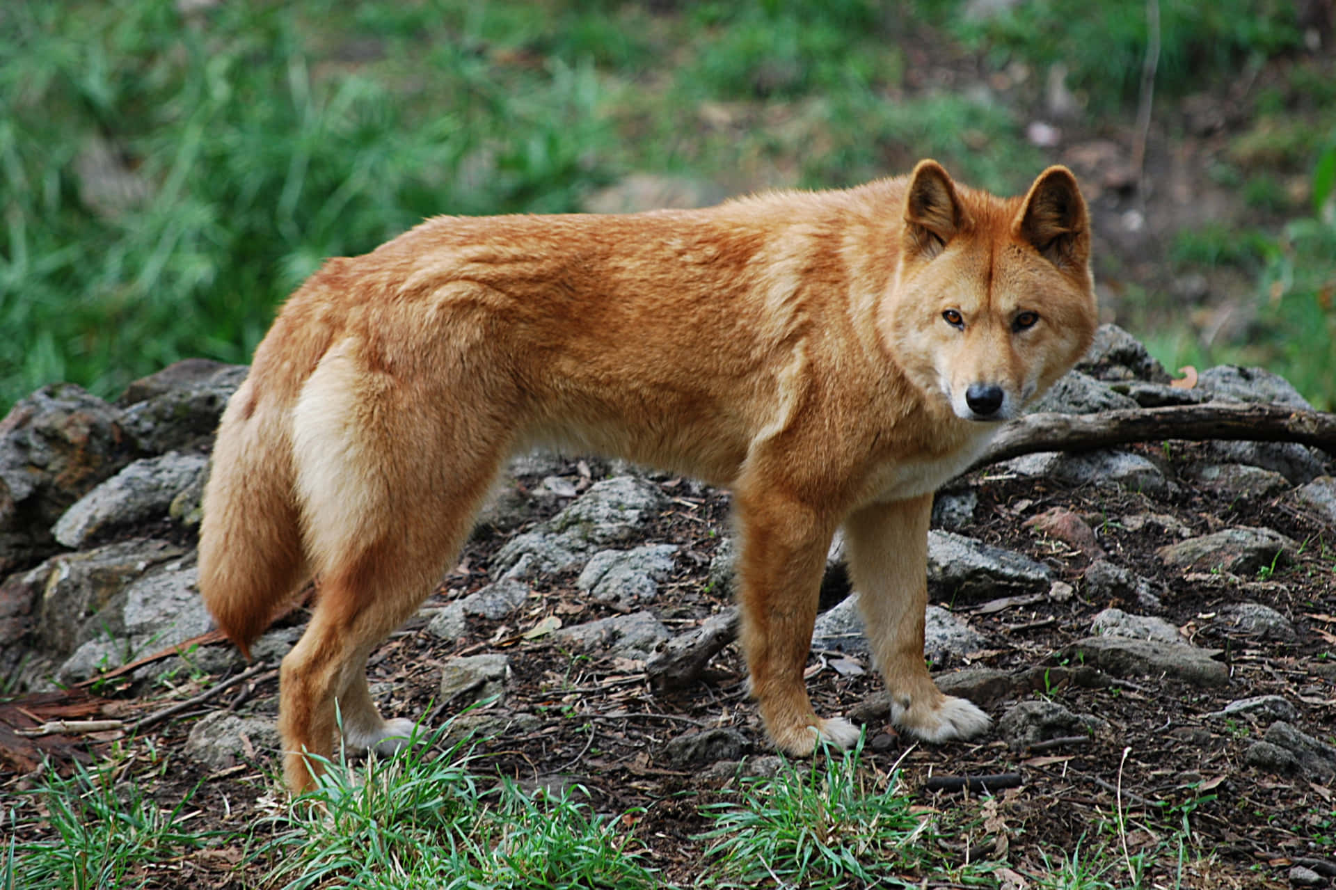 Wolf Dingo Picture