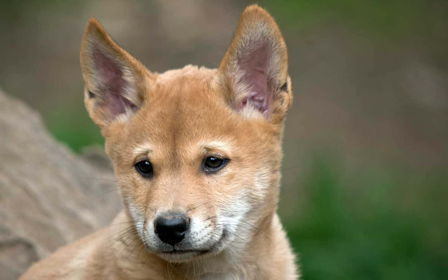 Baby Dingo Picture