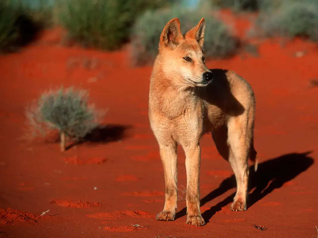 Red Soil Dingo Picture