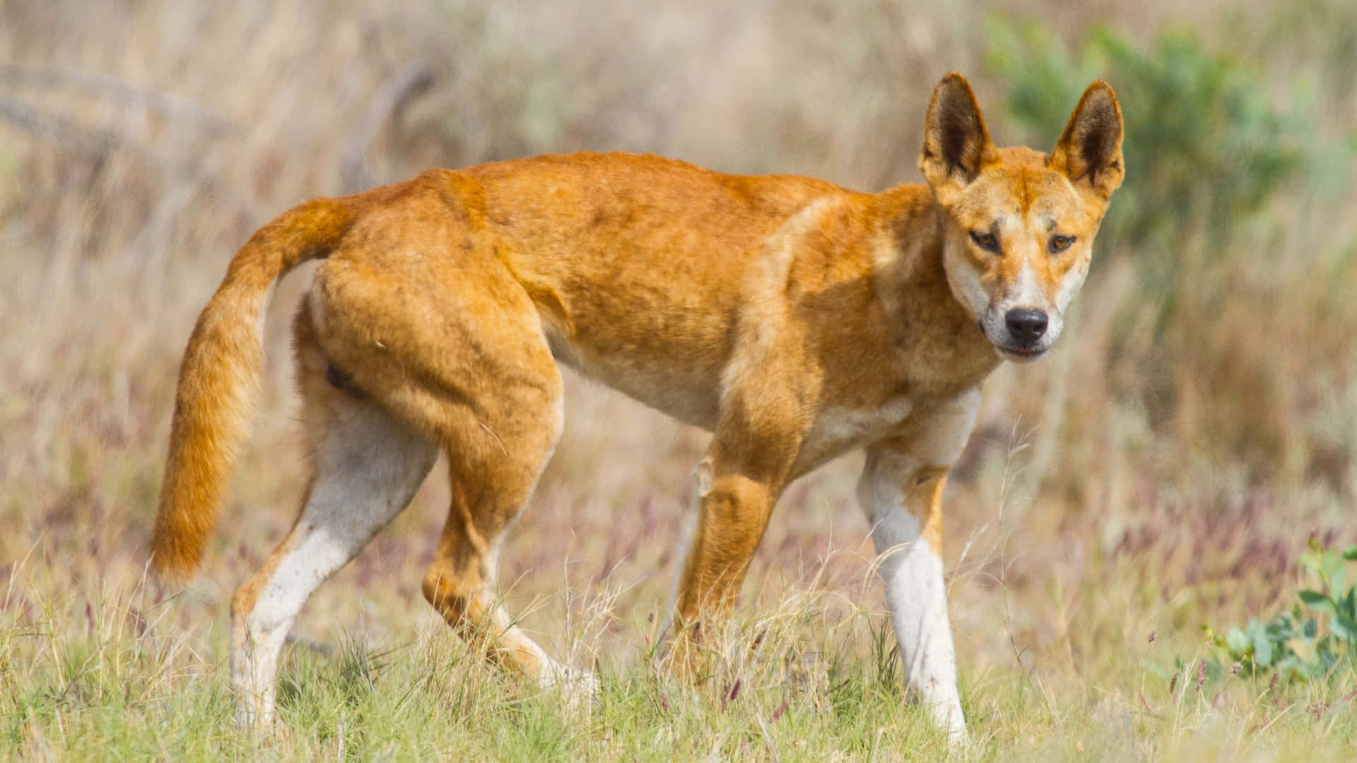 Ginger Dingo Picture