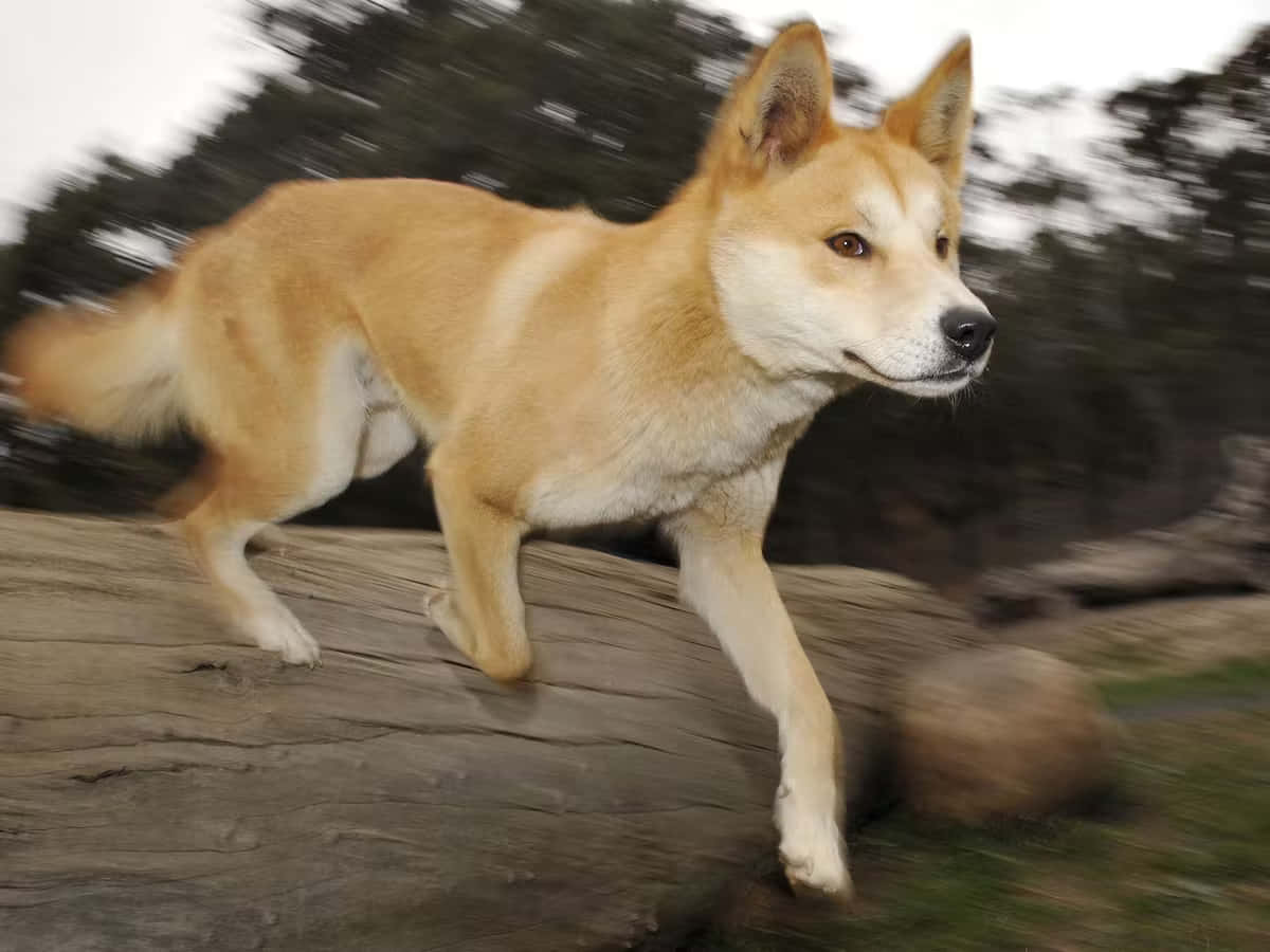 Krämigtvit Dingo-bild.
