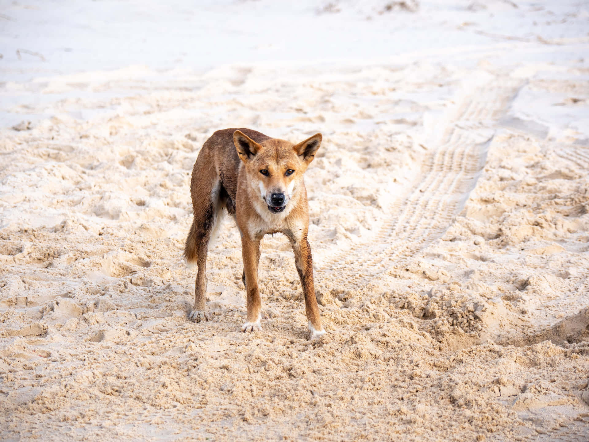 White Sand Dingo Picture