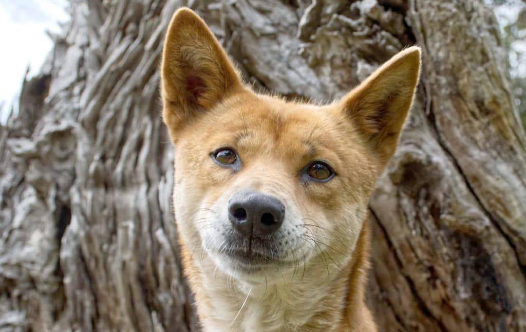 Imagende La Adorable Cara De Un Dingoo