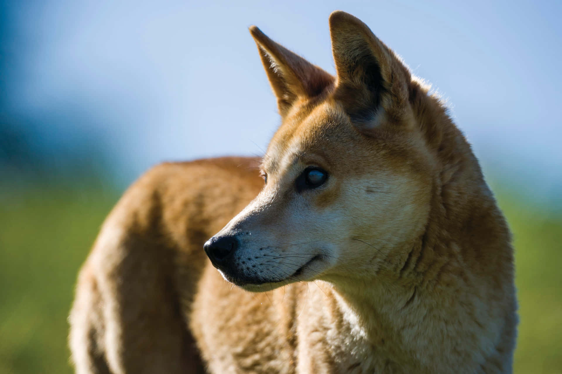 Dingo Canine Picture