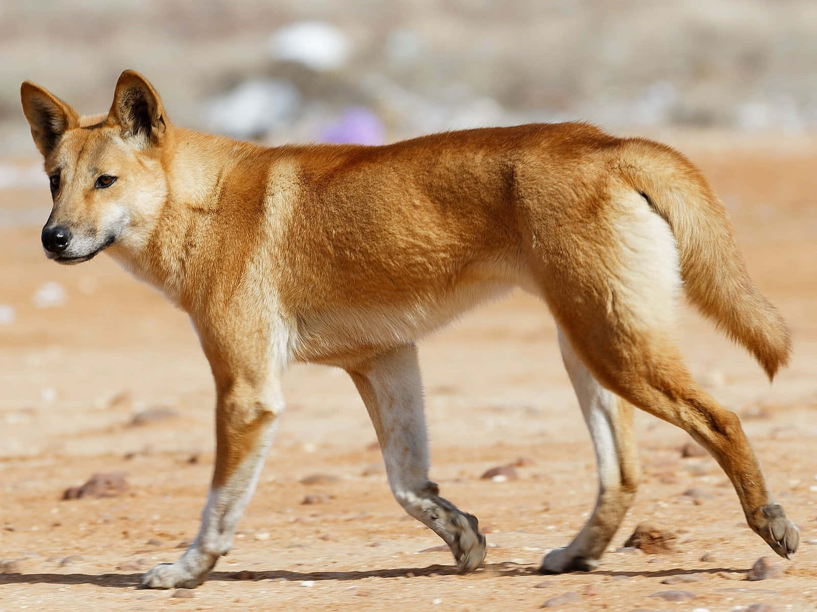 Immaginedel Desert Dingo