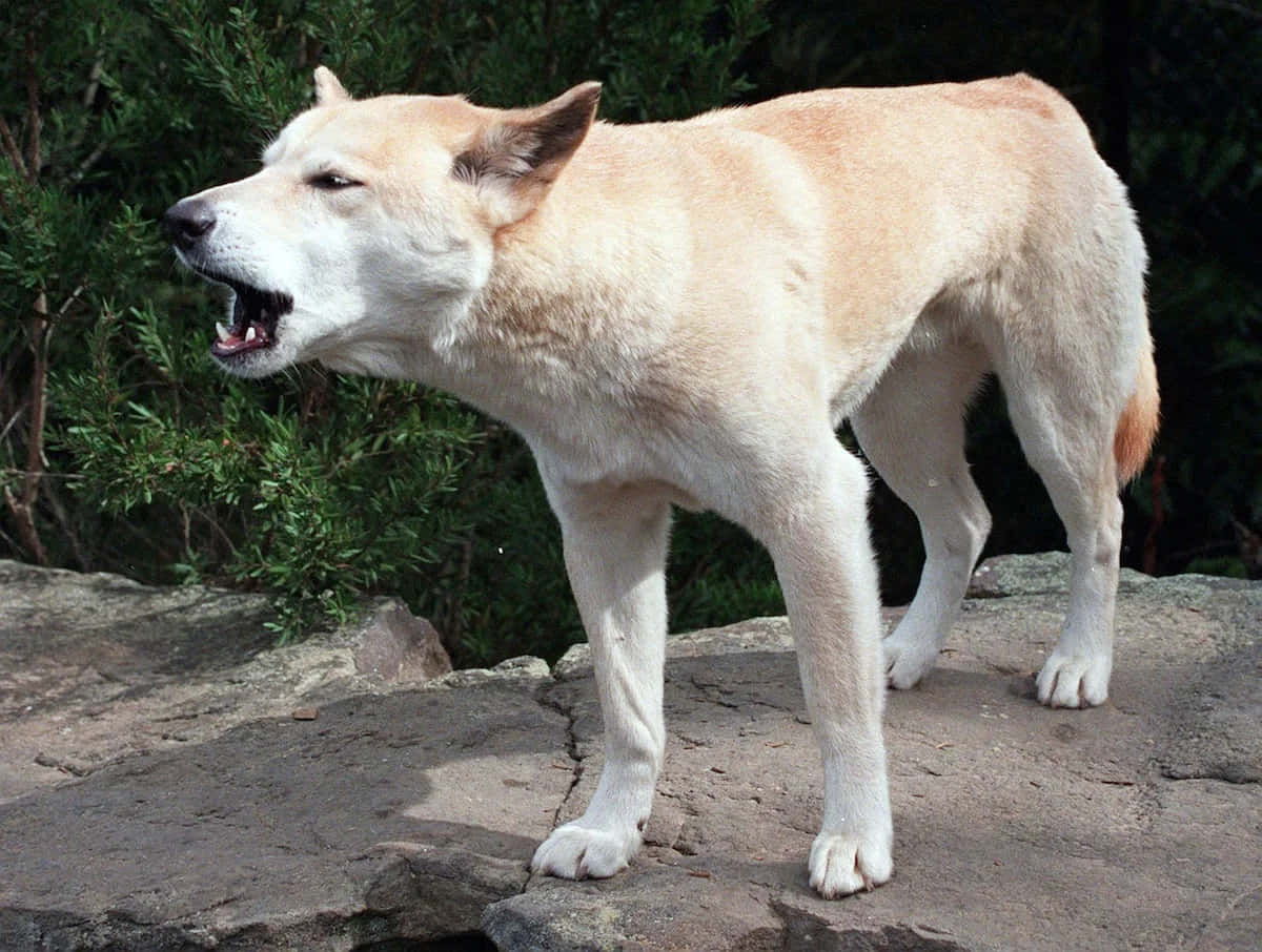 White Dingo Picture