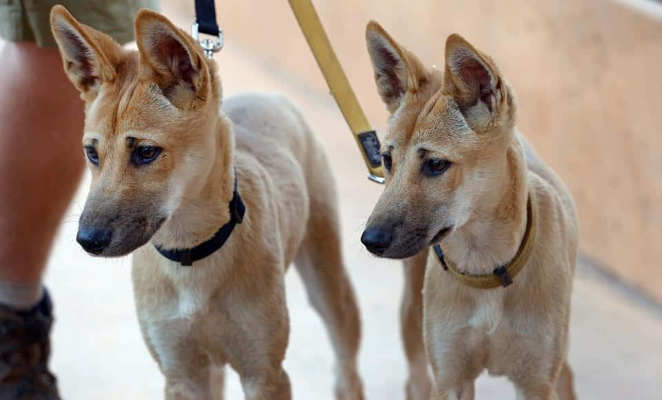 Fotodi Dingo Come Animale Domestico