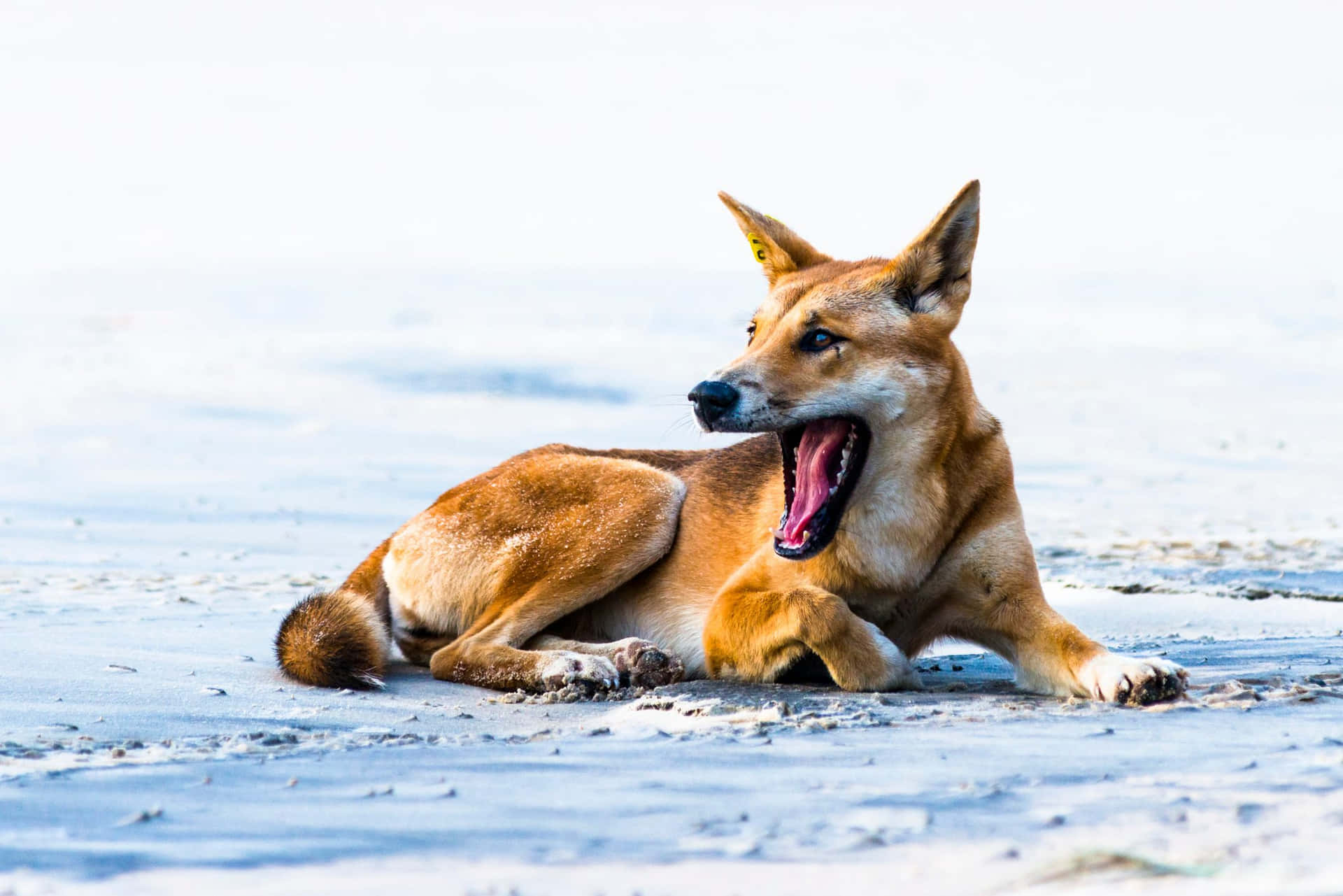 Yawning Dingo Picture